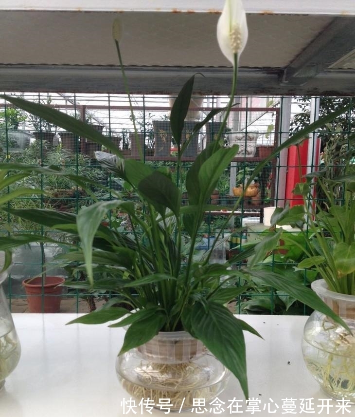 没有土壤就换成水培，干净好养长得快，试试这3种花