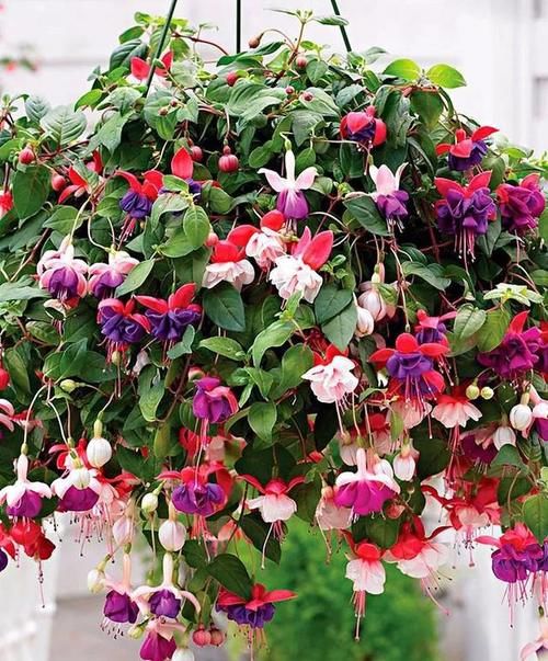 它是“开花机器”,盆盆满头花苞,3月开到12月,年年开花