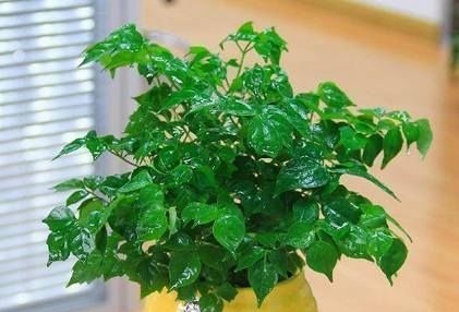 盆里扔2样东西,虫子全死光,叶子油光瓦亮,花苞挂满枝头!