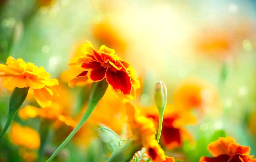 感恩|辛苦带孙,为什么儿女不知道感恩听听一个儿子内心的真实想法