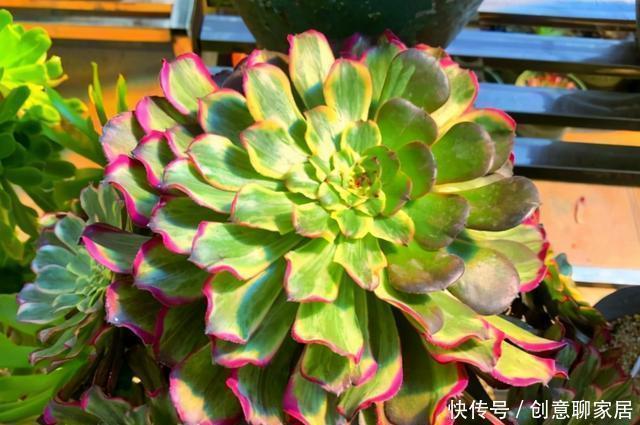 手捧花|养多肉法师,了解掌握5个要点,长成小老桩,好像手捧花