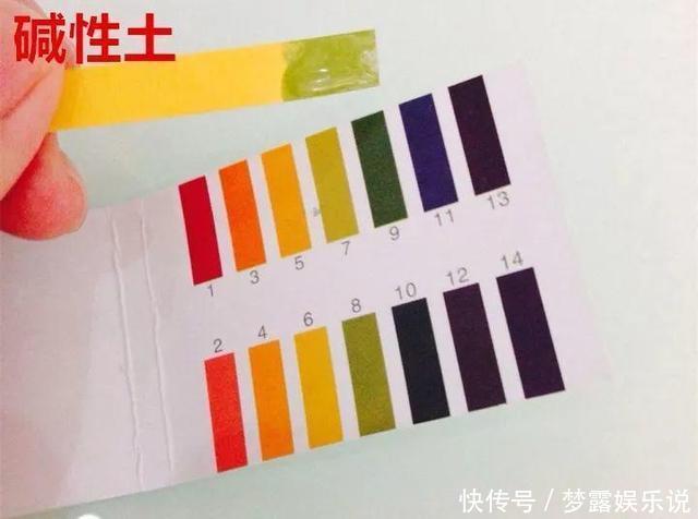 土里拌点它,轻松变成酸性土,养花不黄叶!