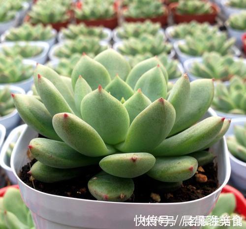 花肥|最厉害的养花营养液给多肉植物喝一勺，新叶呼呼长，不比花肥差