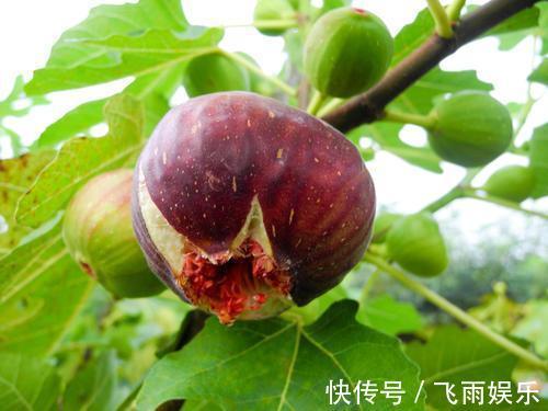 排便|提醒便秘的人,身边的肠道“润滑剂”要多利用,排便或许更顺畅