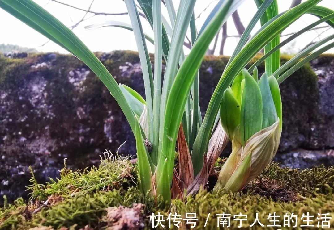 花朵|养春兰最怕什么?黄叶、卷叶、花朵细小,这些都是怎么形成的?