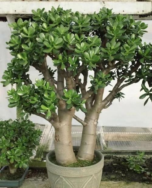 家里|5种多肉有点毒,养在家里不安全,家里有孩子,赶快扔出去