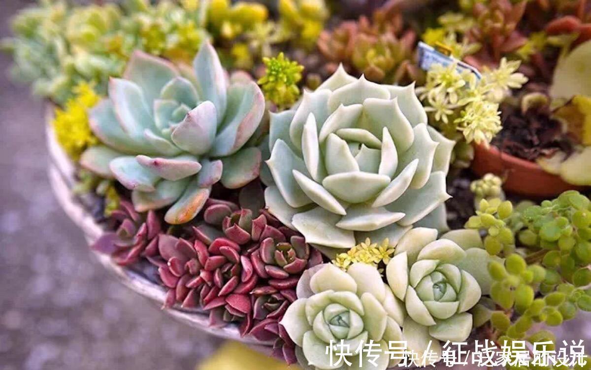 关键|想要养好多肉,这4个方面绝对是关键,冬天更要注意