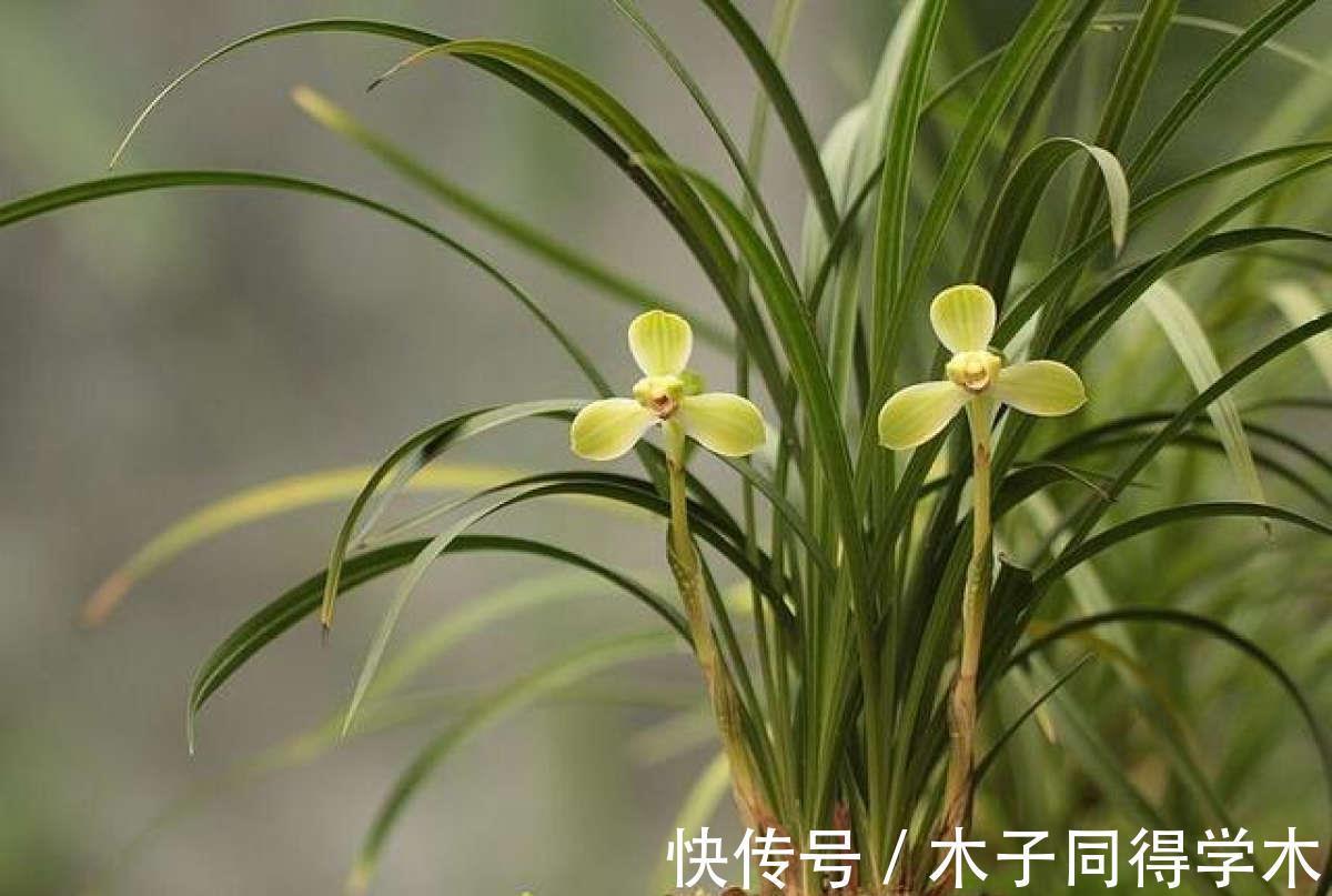差别|你养的未必是兰花,种类多差别细,国兰种类大科普