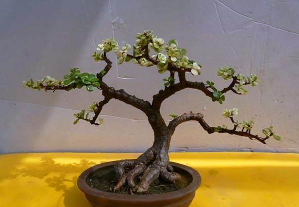 金枝玉叶怎么越养叶子越少了,该怎么养掉叶子已经不叫金枝玉叶了