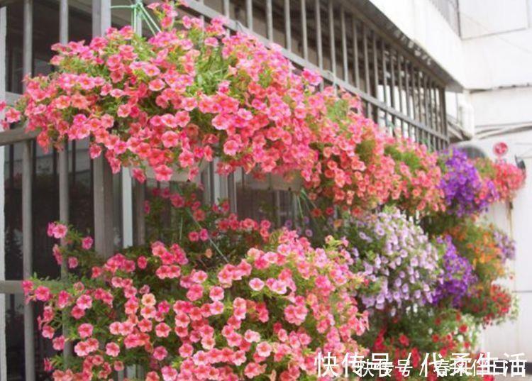 4种花现在养刚刚好，冬天开花很漂亮，招财又纳福，谁养谁喜欢