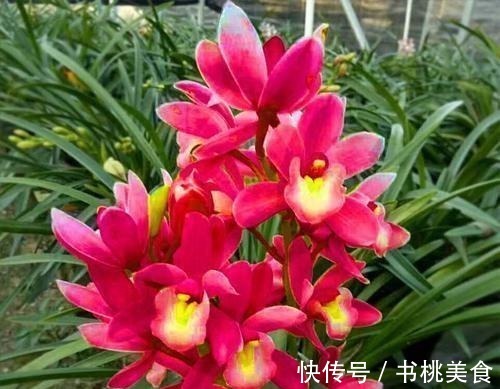 家庭养花选它,美过荷花,香过茉莉,一年四季有花赏,值得拥有