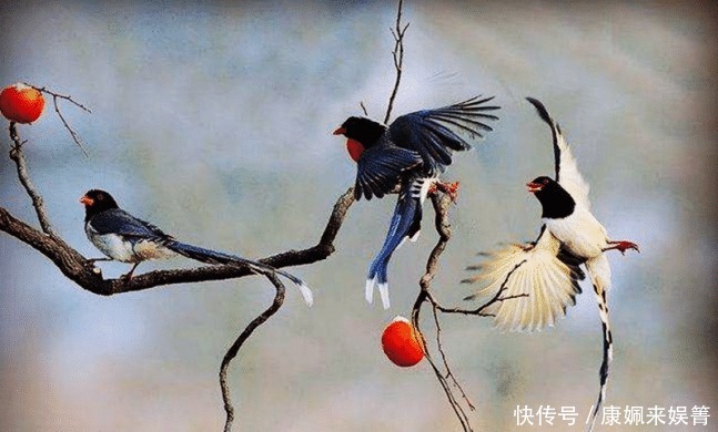 你家|俗语说院中出四喜,家中出能人,指的是哪四喜?你家有出现过吗?