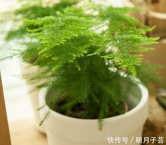 枝条|养文竹,有3个“小方法”,分枝多,叶茂盛,郁郁葱葱长爆盆