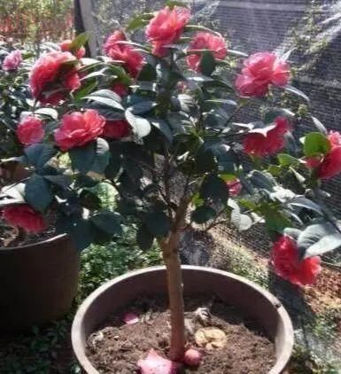 吸毒草|这4种“吸烟”花,养一盆,清除二手烟,还老人孩子一个健康的家