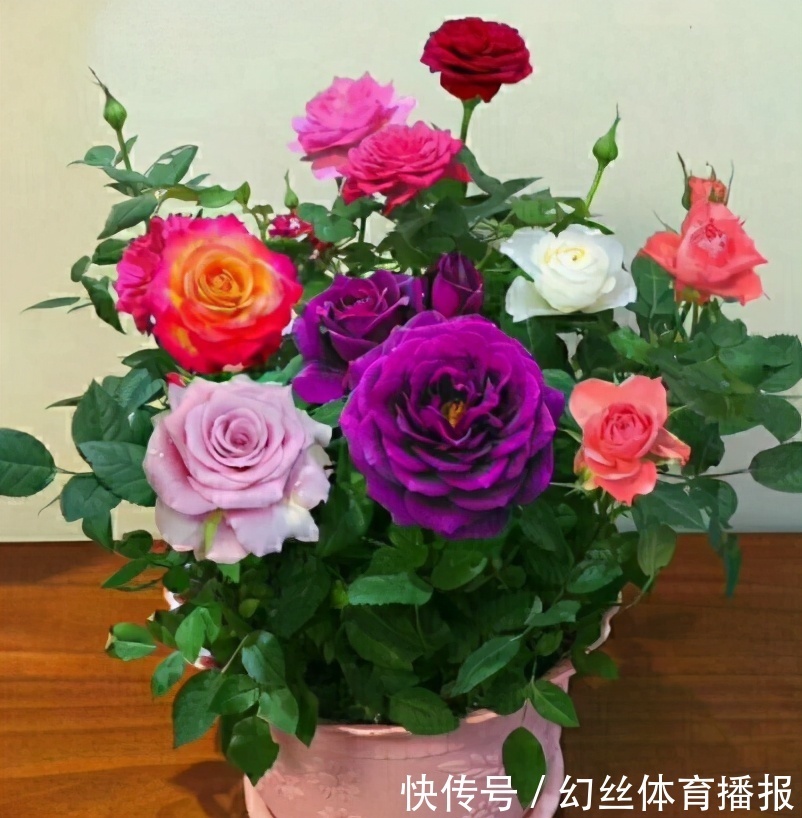 养花|无论你多喜欢养花,都不要碰“3种花”,这都是养花高手被坑过的