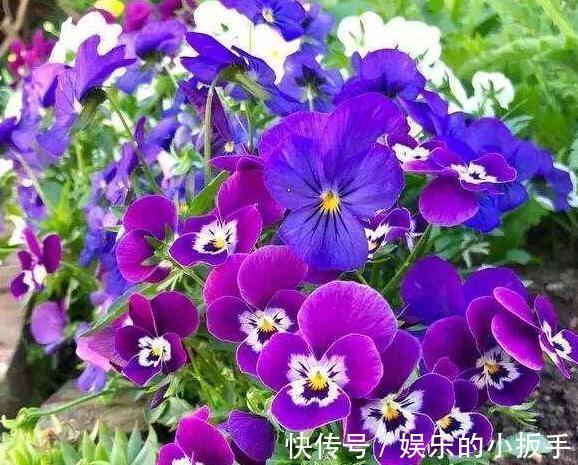 上班忙,没时间养花,这几盆懒人花你要知道,打理起来更省心