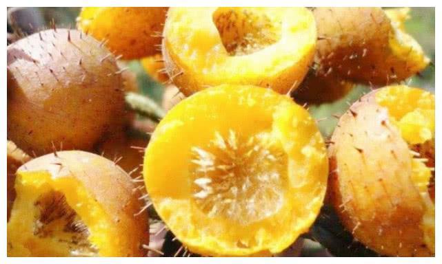 刺梨|女人爱美,春天多吃以下食物,滋润皮肤,延缓衰老,早吃早好