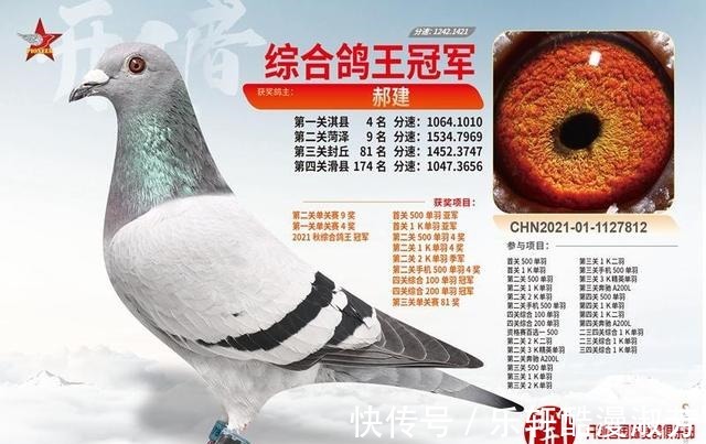 職業(yè)賽場(chǎng)|職業(yè)賽場(chǎng)哪家強(qiáng)且看這批2021年實(shí)力冠軍鴿王