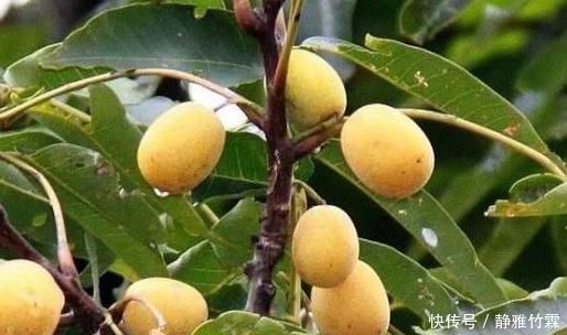 采摘|过去很常见的野果子,名字听起来很恶心,但吃起来特美味