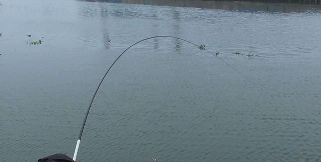 童年回忆杀中的10类鱼,你钓过几种?这3种鱼真的是遗憾!