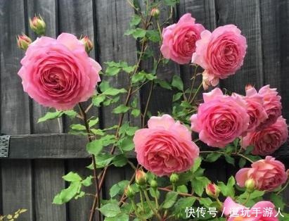  成活率|扦插月季花，想要提高成活率，最好知道“这些事”