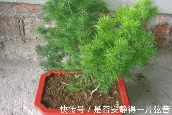 发财树|以下4种“转运”花，家里必须养一盆，旺运招财日子越过越好！