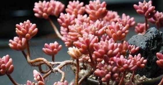 3种多肉,天热少浇水,养护成“老桩”,欣赏价值高