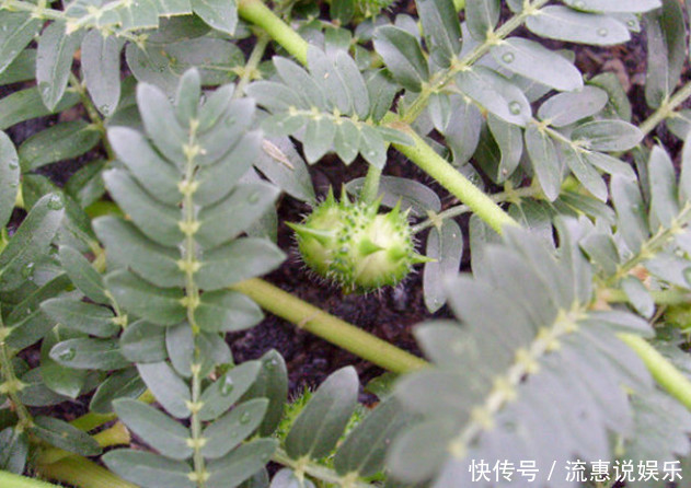 农村有这样一种野草，摸不得却会自动跟你回家，是治疑难杂症良药