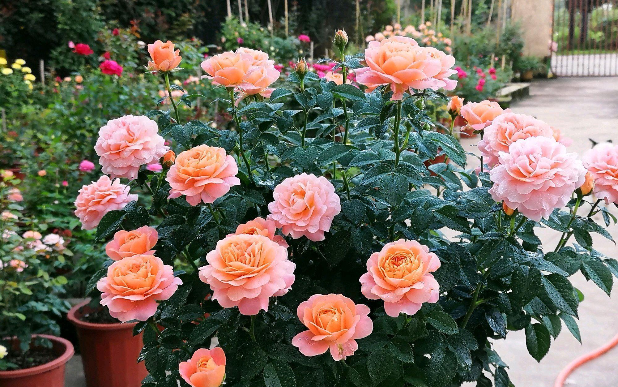 漂亮|3种漂亮花,开完花快剪,浇一次肥,营养足,花开一茬接一茬