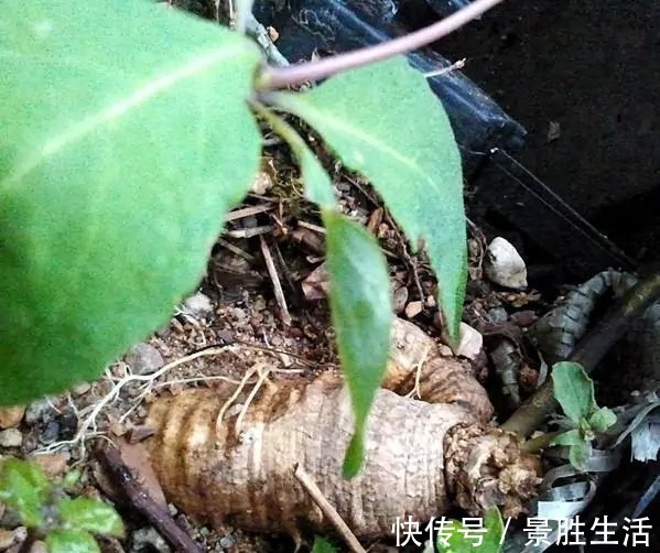 江西民间草药|人称“山胡萝卜”,能补虚安神抗肿瘤,若有幸遇见,请引起重视