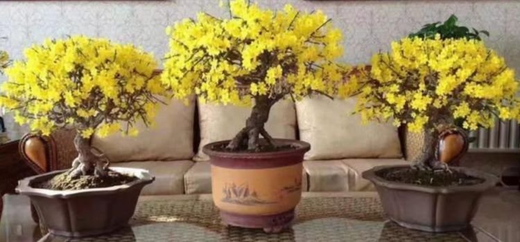 5种花开花最灿烂,全年开花不停,花色艳丽,花开枝繁叶茂