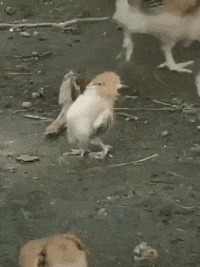 |搞笑GIF趣图:当你和男友聊天突然生气的时候!