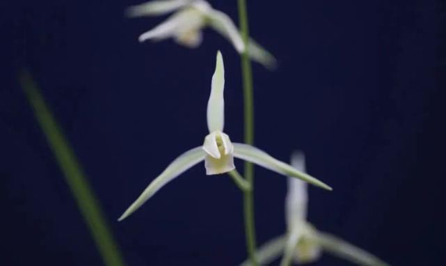 丸姬|日本寒兰欣赏