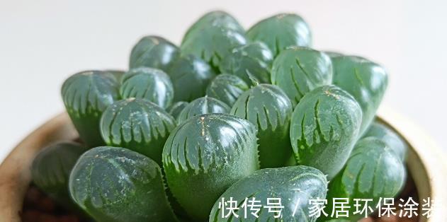 多肉植物|想让多肉植物快速变成“肉丸子”，记住一句口诀就可以，抓紧时间