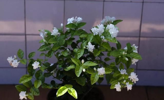  花肥|2斤西瓜皮丢桶里，加点水，不黄叶不烂根，花一开100朵