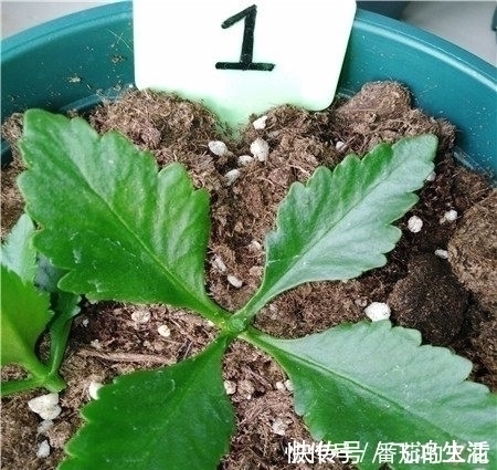 侧芽|只用一招,长寿花长得又矮又茂盛,开花刹不住