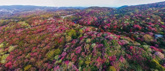 白居易：芙蓉芍药都是丑花！