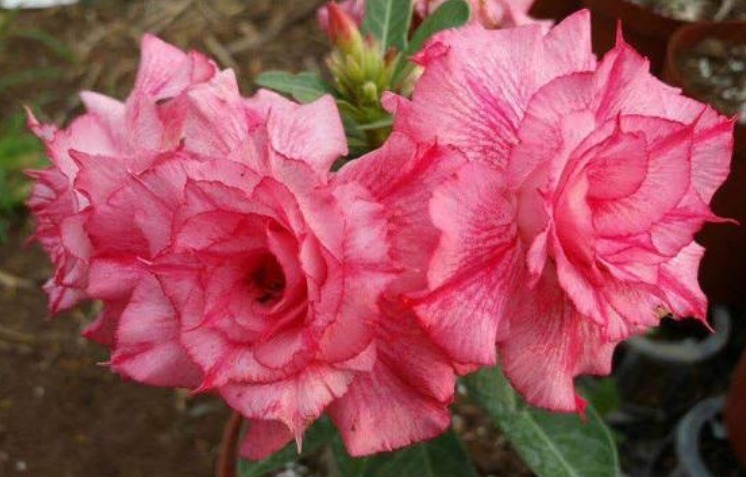 养花就养此花,1个月不浇水,照样长得旺,开花比玫瑰还漂亮!