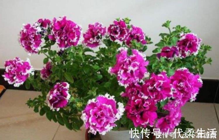 4种花养家里,福旺运旺财更旺,来年花开满园,香飘10层楼