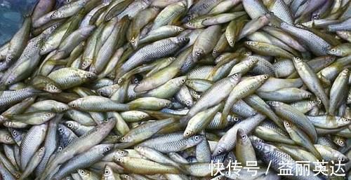 田沟里的麦穗鱼是怎样的一种鱼？有什么经济价值？