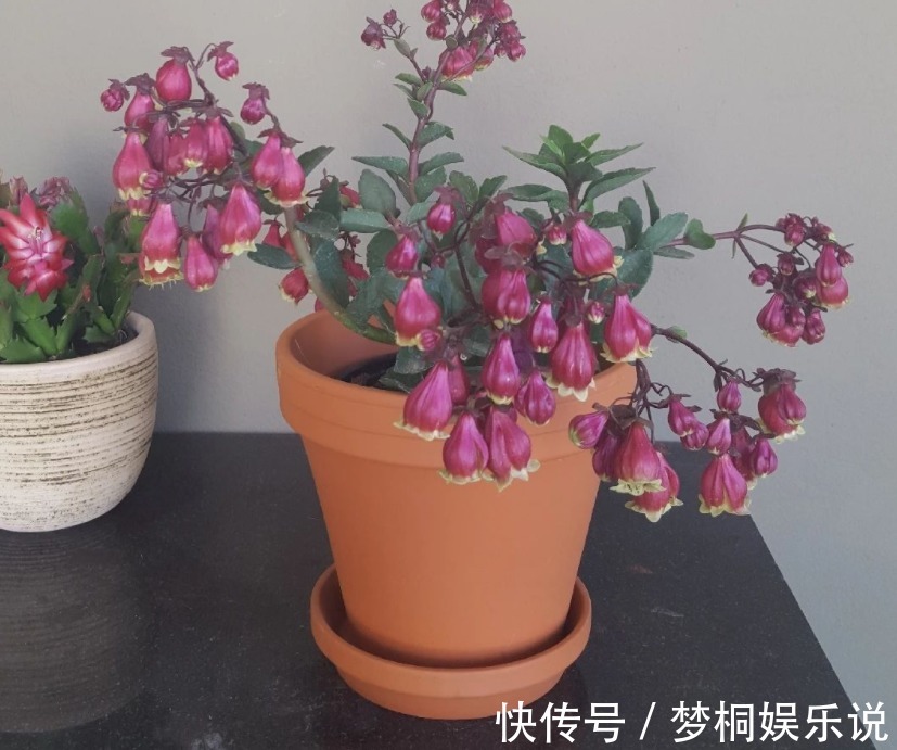 爆花|它是肉质“网红花”,寓意吉祥,掌握住技巧,植株轻松爆花