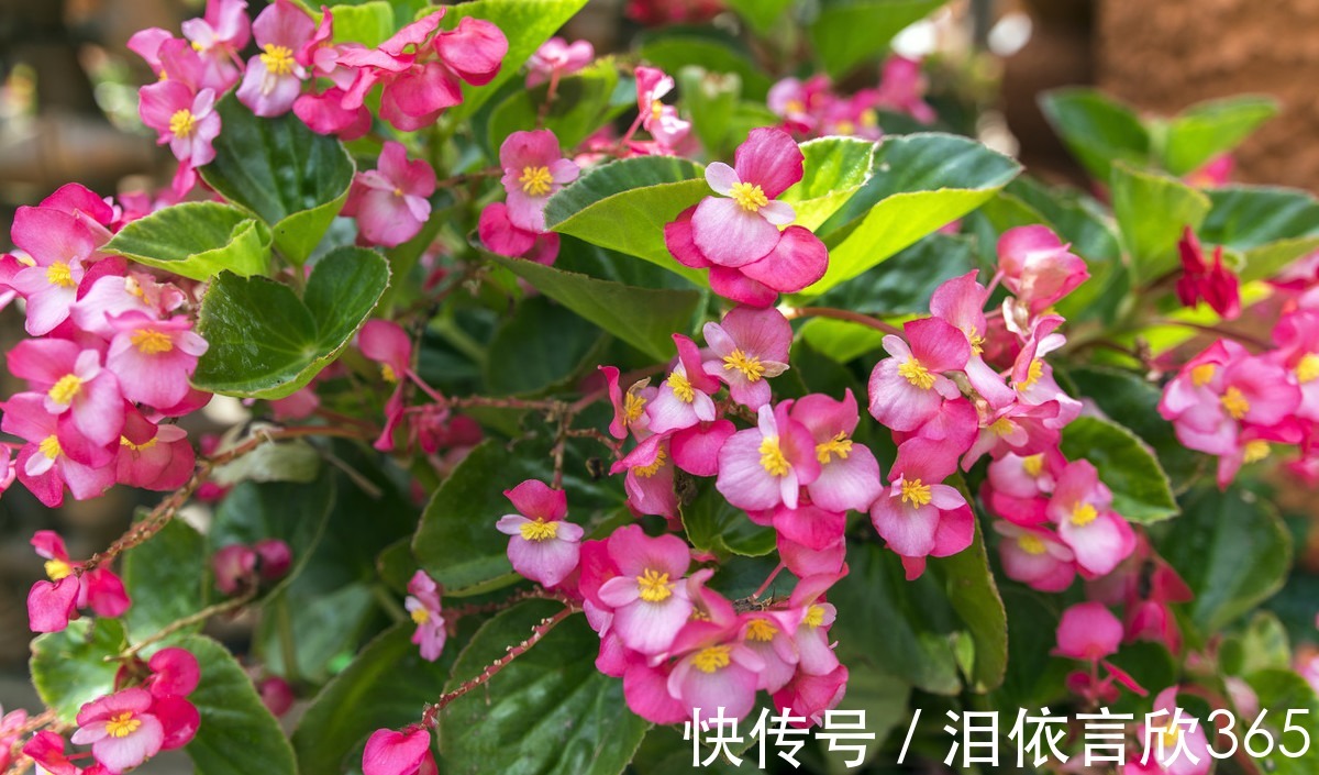 养花|养花就养3种花,好养易活不操心,开花爆盆很漂亮,常年开花不断