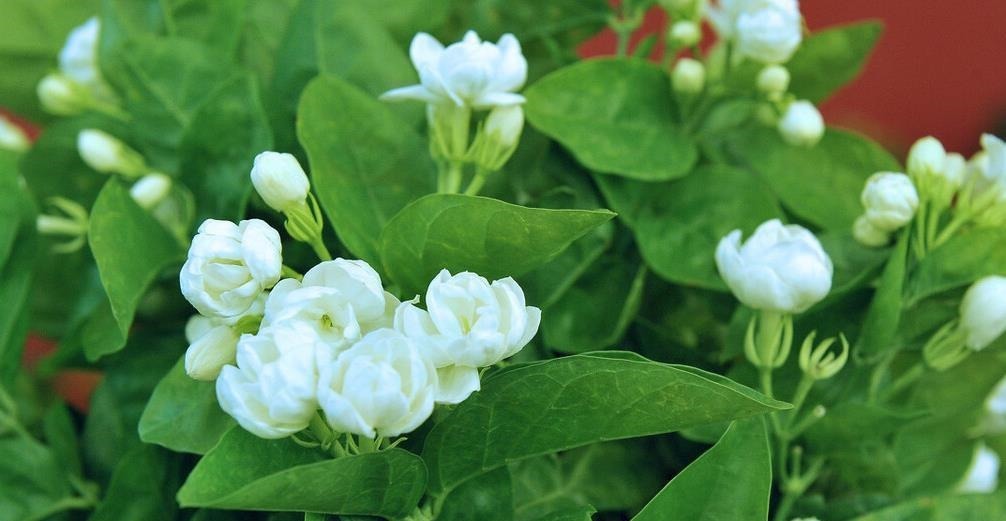 懂花的人,都爱养这5种花,漂亮好养易爆盆,寓意好还养人