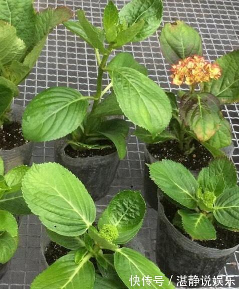 秋天|秋天就扦插“绣球花”,遇土就生根,阳台放不下,春天开成花园