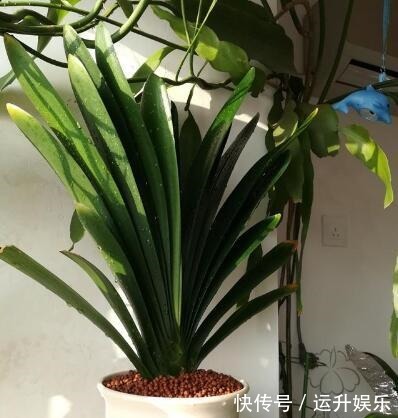 君子兰喜“阴”还是喜“阳”,很多人都搞错了,难怪黄叶不开花