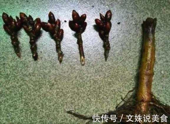 老人路边买了一花根，花贩说是五色牡丹，长大后让人愤怒