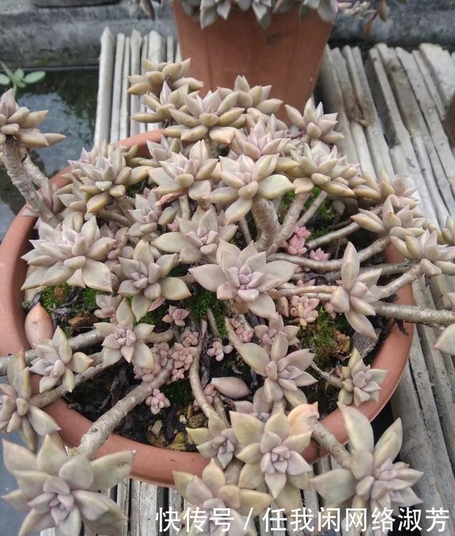 养多肉,不讲究,风风雨雨,依然安好