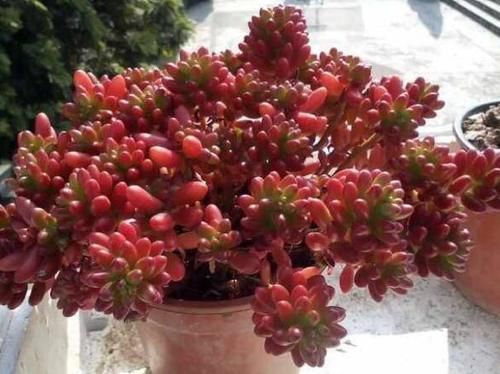 多肉植株|新手盆栽多肉虹之玉,该怎么打理?这里告诉你答案