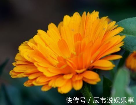 从7月23日开始,家养此款花卉,沾土就能活,不怕热耐干旱