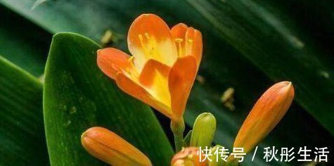 君子兰烂心要死了别扔,教你一招,分分钟满血复活